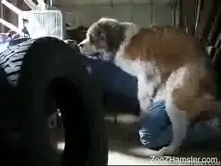 Beefy gay dog ass-fucking the big booty owner on all fours