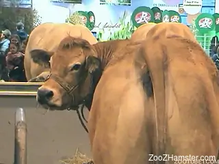 Horny-looking cow showing off its succulent asshole like a slut