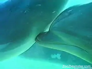 Bestiality video featuring two dolphins fucking underwater