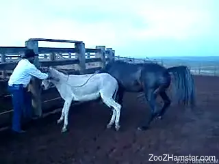 Two graceful animals enjoying brutal sex outdoors