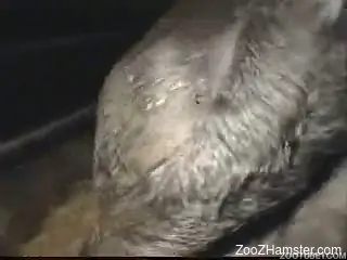 Guy happily finger-blasting a black farm animal in POV