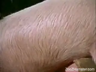 Chubby blonde gets fucked by an equally chubby pig