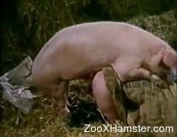 Chubby blonde gets fucked by an equally chubby pig