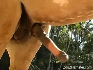 Sensational blonde Latina deepthroats a horse's hot cock