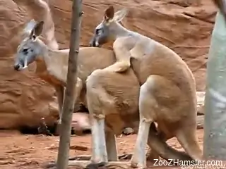 Kangaroo Porn