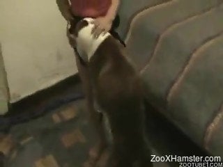 Horny pooch eating the owner's peachy pussy on cam
