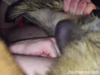 Incredible bestiality sex session with a big-dicked dog