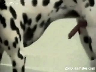 Dirty Dalmatian drilling this brunette's tight cunt