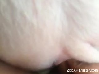 Horny zoophile dude fucking a pig's tight cunt
