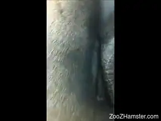Close-up video showing a kinky zoophile and a sexy horse