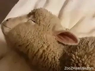 Horny guy fucks a sheep's tight pussy from behind