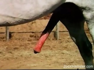 Close-up showcase of a horse's meaty boner in HD