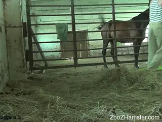 Black stallion gets a great blowjob from an amateur