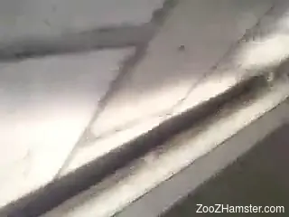 Hairy asshole dude getting fucked by a rabid dog