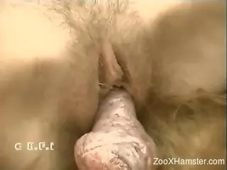 Hairy pussy blondie gets fucked by a dog on a bed