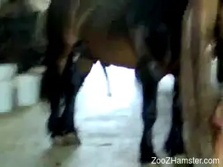 Horse porn