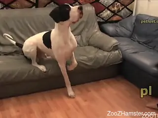 Horny guy jerking a dog's delicious cock on camera