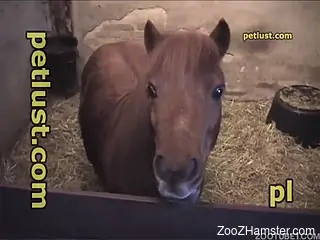 Curly-haired amateur fucking a horse's tight pussy