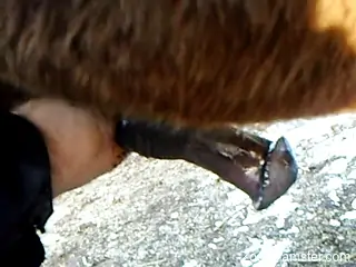 Playful dude jerking a horse's massive boner