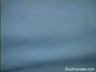 Vintage animal sex with busty milfs on fire