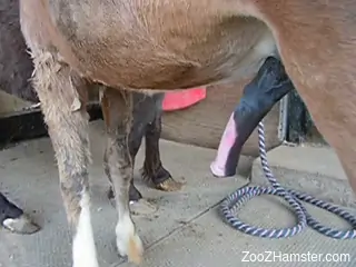 Horse fucking make this horny dude feel insanely aroused