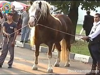 Horny zoo porn lover aims to fuck this stallion