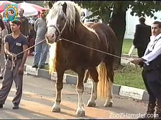Horny zoo porn lover aims to fuck this stallion