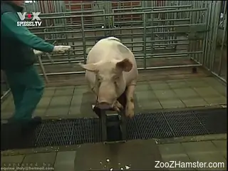Man craves for sex with these two pigs