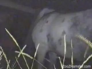 Horny dude deep fucks the horse in merciless modes