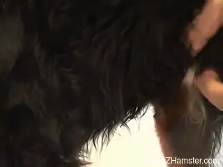 Naked bitch loves playing with the dog's cock