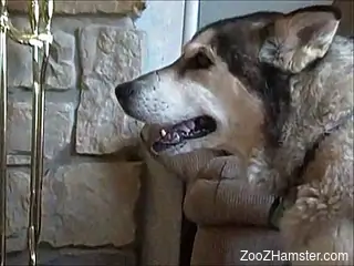 Naked man jerks off with his dog around