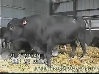 Horny bull makes the delight for a zoophilia lover