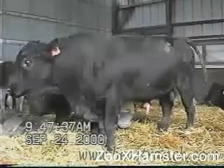 Horny bull makes the delight for a zoophilia lover 
