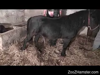 Pony fucks mature woman in hardcore