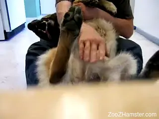 Man reveals his dog's big cock while erect