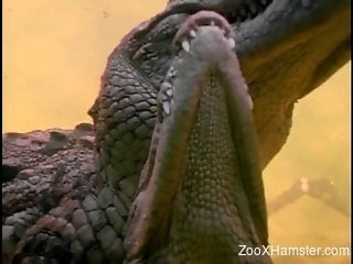 Underwater crocodile sex for the real zoophilia lovers