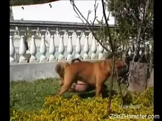Back yard dog porn for the slutty housewife on fire