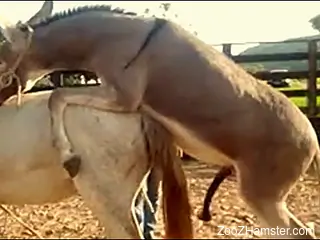 Hot compilation of horses fucking for zoo porn lovers