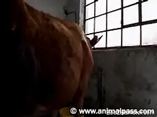 Busty mature tries cock and animal sex on cam
