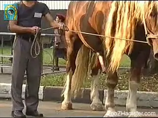 Voyeur-style video showcasing a stallion boner