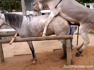 Kinky donkey decides to fuck a slutty mare on camera