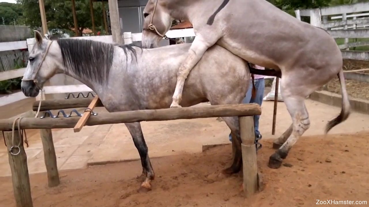 Donkey Fucker Porn - Kinky donkey decides to fuck a slutty mare on camera