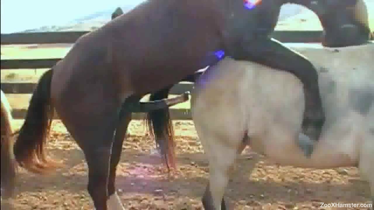Horse Pussy Naked - Stallion rams its dick deep in this mare's pussy