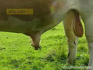 Take a look at bull's big balls and massive cock