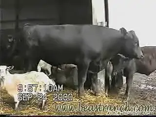 Farm animals are filmed all together on a camera