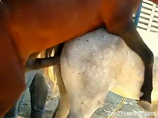 Two sexy horses fucking like crazy in an outdoors vid