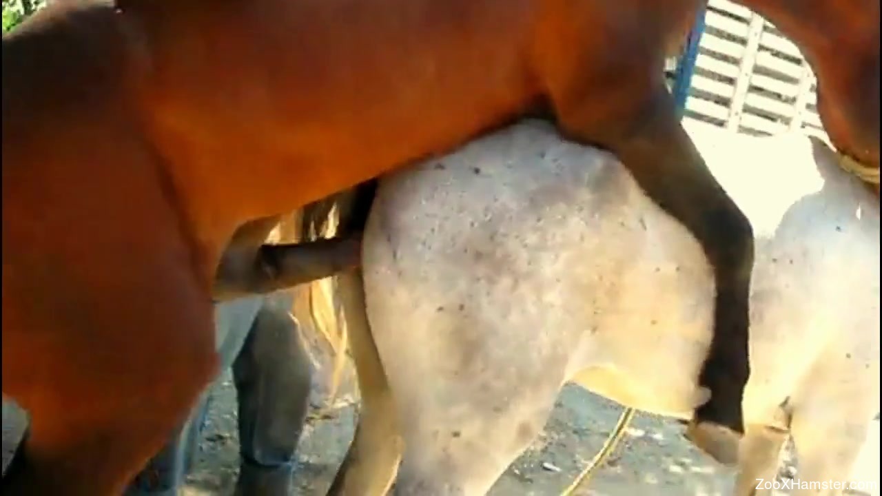 Horses sex videos