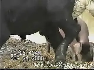 Great handjob/milking session for a bull's cock