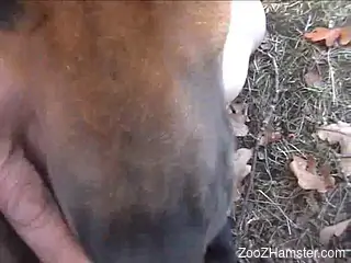 Dude pulls down his pants to get fucked by a gay dog