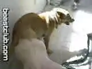 Hard gay anal fucking with a really passionate dog